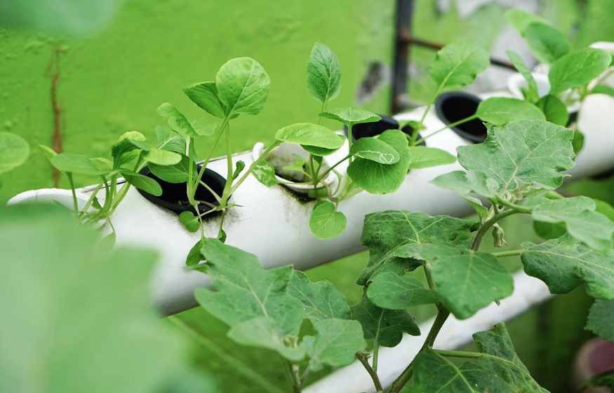STEP-BY-STEP CULTIVATION OF HYDROPONIC PLANTS